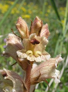 Orobanche alba (Orobanchaceae)  - Orobanche blanche, Orobanche du thym - Thyme Broomrape Aisne [France] 11/06/2006 - 110m