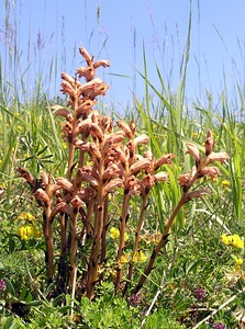 Orobanche teucrii (Orobanchaceae)  - Orobanche de la germandrée Aisne [France] 11/06/2006 - 100m