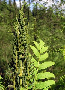 Osmunda regalis (Osmundaceae)  - Osmonde royale, Fougère fleurie, Fougère royale, Fougère aquatique - Royal Fern Ardennes [France] 13/06/2006 - 450m