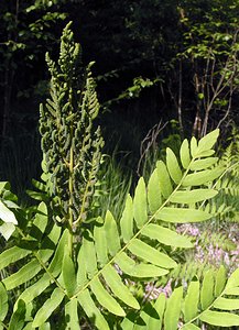 Osmunda regalis (Osmundaceae)  - Osmonde royale, Fougère fleurie, Fougère royale, Fougère aquatique - Royal Fern Ardennes [France] 13/06/2006 - 450m