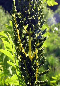 Osmunda regalis (Osmundaceae)  - Osmonde royale, Fougère fleurie, Fougère royale, Fougère aquatique - Royal Fern Ardennes [France] 13/06/2006 - 450m