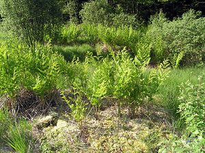 Osmunda regalis (Osmundaceae)  - Osmonde royale, Fougère fleurie, Fougère royale, Fougère aquatique - Royal Fern Ardennes [France] 13/06/2006 - 450m