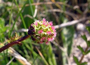 Poterium sanguisorba (Rosaceae)  - Petite sanguisorbe, Petite pimprenelle Pas-de-Calais [France] 03/06/2006 - 80m