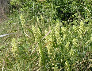 Reseda lutea (Resedaceae)  - Réséda jaune, Réséda bâtard - Wild Mignonette  [France] 03/06/2006