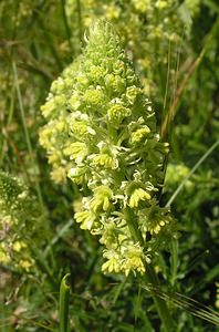 Reseda lutea (Resedaceae)  - Réséda jaune, Réséda bâtard - Wild Mignonette  [France] 03/06/2006