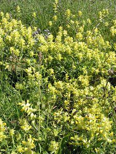 Rhinanthus minor (Orobanchaceae)  - Rhinanthe mineur, Petit cocriste, Petit rhinanthe, Rhinanthe à petites fleurs - Yellow-rattle Pas-de-Calais [France] 03/06/2006 - 10m