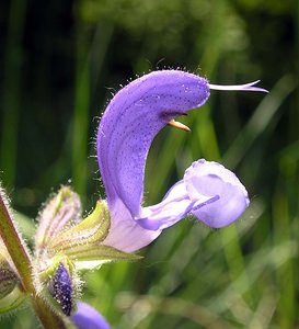 Salvia pratensis (Lamiaceae)  - Sauge des prés, Sauge commune - Meadow Clary Aisne [France] 11/06/2006 - 110m