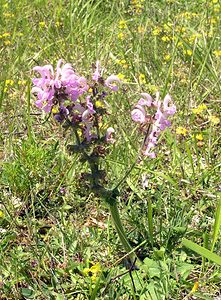 Salvia pratensis (Lamiaceae)  - Sauge des prés, Sauge commune - Meadow Clary Aisne [France] 11/06/2006 - 110mforme rose