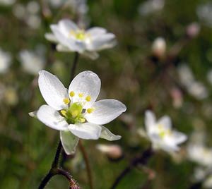 Spergula arvensis (Caryophyllaceae)  - Spargoute des champs, Spergule des champs, Espargoute des champs, Spargelle - Corn Spurrey Pas-de-Calais [France] 03/06/2006 - 30m