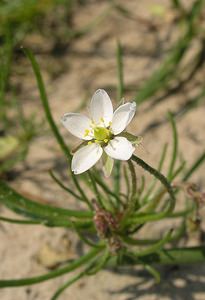 Spergula arvensis (Caryophyllaceae)  - Spargoute des champs, Spergule des champs, Espargoute des champs, Spargelle - Corn Spurrey Pas-de-Calais [France] 03/06/2006 - 20m