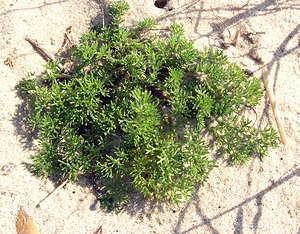 Tripleurospermum maritimum (Asteraceae)  - Matricaire maritime - Sea Mayweed Pas-de-Calais [France] 03/06/2006