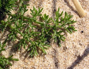 Tripleurospermum maritimum (Asteraceae)  - Matricaire maritime - Sea Mayweed Pas-de-Calais [France] 03/06/2006