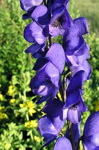 Aconitum variegatum (Ranunculaceae)  - Aconit panaché, Aconit à bec Highland [Royaume-Uni] 13/07/2006 - 30mtr?s probablement une ?chapp?e de jardin