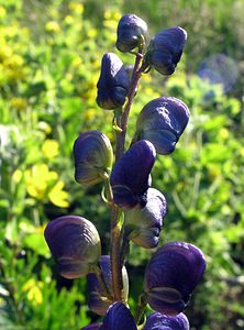 Aconitum variegatum (Ranunculaceae)  - Aconit panaché, Aconit à bec Highland [Royaume-Uni] 13/07/2006 - 30mtr?s probablement une ?chapp?e de jardin