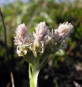 Antennaria dioica (Asteraceae)  - Antennaire dioïque, Patte-de-chat, Pied-de(chat dioïque, Gnaphale dioïque, Hispidule - Mountain Everlasting Highland [Royaume-Uni] 15/07/2006 - 590mfleurs femelles