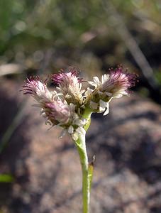 Antennaria dioica (Asteraceae)  - Antennaire dioïque, Patte-de-chat, Pied-de(chat dioïque, Gnaphale dioïque, Hispidule - Mountain Everlasting Highland [Royaume-Uni] 15/07/2006 - 590mfleurs femelles