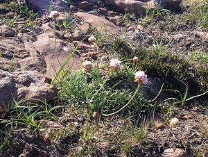 Armeria maritima (Plumbaginaceae)  - Armérie maritime, Gazon d'Olympe maritime, Herbe à sept têtes - Thrift Highland [Royaume-Uni] 15/07/2006 - 590m