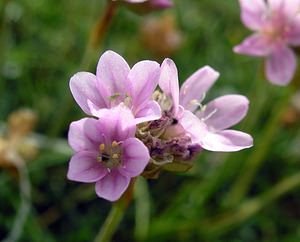 Armeria maritima (Plumbaginaceae)  - Armérie maritime, Gazon d'Olympe maritime, Herbe à sept têtes - Thrift Highland [Royaume-Uni] 16/07/2006