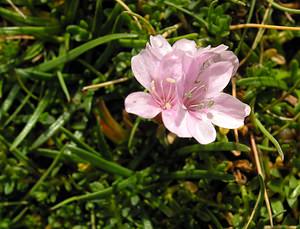 Armeria maritima (Plumbaginaceae)  - Armérie maritime, Gazon d'Olympe maritime, Herbe à sept têtes - Thrift Highland [Royaume-Uni] 17/07/2006