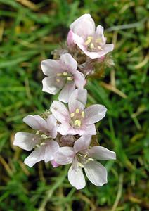 Armeria maritima (Plumbaginaceae)  - Armérie maritime, Gazon d'Olympe maritime, Herbe à sept têtes - Thrift Highland [Royaume-Uni] 17/07/2006