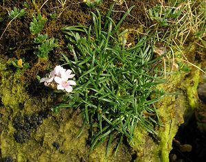 Armeria maritima (Plumbaginaceae)  - Armérie maritime, Gazon d'Olympe maritime, Herbe à sept têtes - Thrift Highland [Royaume-Uni] 17/07/2006