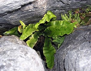 Asplenium scolopendrium (Aspleniaceae)  - Doradille scolopendre, Scolopendre, Scolopendre officinale, Langue-de-cerf - Hart's-tongue North Yorkshire [Royaume-Uni] 22/07/2006 - 350m