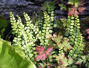 Asplenium trichomanes (Aspleniaceae)  - Doradille des murailles, Capillaire des murailles, Fausse capillaire, Capillaire rouge - Maidenhair Spleenwort North Yorkshire [Royaume-Uni] 22/07/2006 - 350m