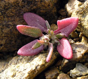 Atriplex prostrata (Amaranthaceae)  - Arroche prostrée, Arroche hastée - Spear-leaved Orache Highland [Royaume-Uni] 16/07/2006