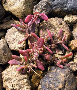 Atriplex prostrata (Amaranthaceae)  - Arroche prostrée, Arroche hastée - Spear-leaved Orache Highland [Royaume-Uni] 16/07/2006