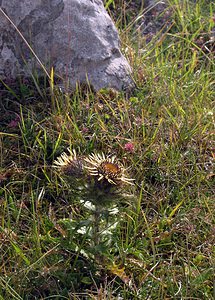 Carlina vulgaris (Asteraceae)  - Carline commune, Chardon doré - Carline Thistle North Yorkshire [Royaume-Uni] 22/07/2006 - 360m