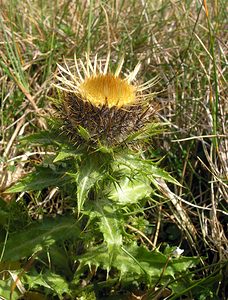 Carlina vulgaris (Asteraceae)  - Carline commune, Chardon doré - Carline Thistle North Yorkshire [Royaume-Uni] 22/07/2006 - 360m