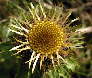 Carlina vulgaris (Asteraceae)  - Carline commune, Chardon doré - Carline Thistle North Yorkshire [Royaume-Uni] 22/07/2006 - 360m