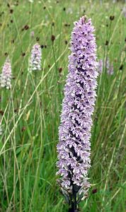 Dactylorhiza fuchsii (Orchidaceae)  - Dactylorhize de Fuchs, Orchis de Fuchs, Orchis tacheté des bois, Orchis de Meyer, Orchis des bois - Common Spotted-orchid Northumberland [Royaume-Uni] 08/07/2006 - 150m