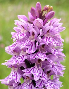 Dactylorhiza fuchsii (Orchidaceae)  - Dactylorhize de Fuchs, Orchis de Fuchs, Orchis tacheté des bois, Orchis de Meyer, Orchis des bois - Common Spotted-orchid Northumberland [Royaume-Uni] 08/07/2006 - 150m