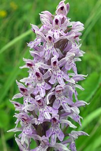 Dactylorhiza fuchsii (Orchidaceae)  - Dactylorhize de Fuchs, Orchis de Fuchs, Orchis tacheté des bois, Orchis de Meyer, Orchis des bois - Common Spotted-orchid Northumberland [Royaume-Uni] 08/07/2006 - 150m