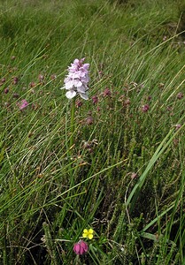 Dactylorhiza maculata (Orchidaceae)  - Dactylorhize maculé, Orchis tacheté, Orchis maculé - Heath Spotted-orchid Perth and Kinross [Royaume-Uni] 09/07/2006 - 390m