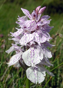 Dactylorhiza maculata (Orchidaceae)  - Dactylorhize maculé, Orchis tacheté, Orchis maculé - Heath Spotted-orchid Perth and Kinross [Royaume-Uni] 09/07/2006 - 390m