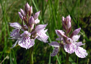 Dactylorhiza maculata (Orchidaceae)  - Dactylorhize maculé, Orchis tacheté, Orchis maculé - Heath Spotted-orchid Perth and Kinross [Royaume-Uni] 09/07/2006 - 390m