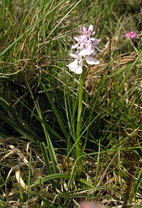 Dactylorhiza maculata (Orchidaceae)  - Dactylorhize maculé, Orchis tacheté, Orchis maculé - Heath Spotted-orchid Perth and Kinross [Royaume-Uni] 09/07/2006 - 390m