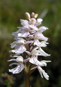 Dactylorhiza maculata (Orchidaceae)  - Dactylorhize maculé, Orchis tacheté, Orchis maculé - Heath Spotted-orchid Highland [Royaume-Uni] 10/07/2006 - 610m