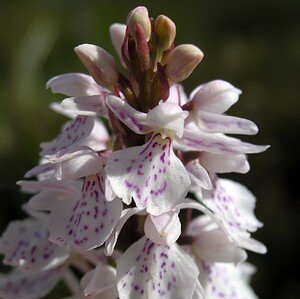 Dactylorhiza maculata (Orchidaceae)  - Dactylorhize maculé, Orchis tacheté, Orchis maculé - Heath Spotted-orchid Highland [Royaume-Uni] 10/07/2006 - 610m