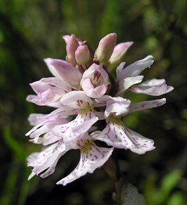 Dactylorhiza maculata (Orchidaceae)  - Dactylorhize maculé, Orchis tacheté, Orchis maculé - Heath Spotted-orchid Highland [Royaume-Uni] 10/07/2006 - 600m