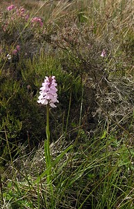 Dactylorhiza maculata (Orchidaceae)  - Dactylorhize maculé, Orchis tacheté, Orchis maculé - Heath Spotted-orchid Highland [Royaume-Uni] 11/07/2006 - 220m