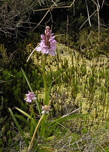 Dactylorhiza maculata (Orchidaceae)  - Dactylorhize maculé, Orchis tacheté, Orchis maculé - Heath Spotted-orchid Highland [Royaume-Uni] 11/07/2006 - 220m