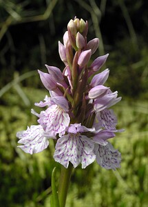 Dactylorhiza maculata (Orchidaceae)  - Dactylorhize maculé, Orchis tacheté, Orchis maculé - Heath Spotted-orchid Highland [Royaume-Uni] 11/07/2006 - 220m