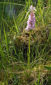 Dactylorhiza maculata (Orchidaceae)  - Dactylorhize maculé, Orchis tacheté, Orchis maculé - Heath Spotted-orchid Highland [Royaume-Uni] 20/07/2006 - 210m