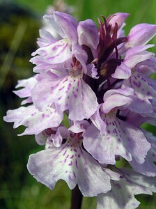 Dactylorhiza maculata (Orchidaceae)  - Dactylorhize maculé, Orchis tacheté, Orchis maculé - Heath Spotted-orchid Highland [Royaume-Uni] 20/07/2006 - 210m