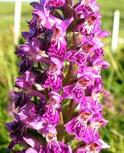 Dactylorhiza purpurella (Orchidaceae)  - Deep Purple Dactylorhiza Highland [Royaume-Uni] 13/07/2006 - 30m