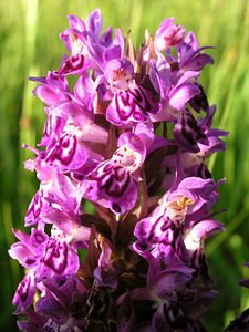 Dactylorhiza purpurella (Orchidaceae)  - Deep Purple Dactylorhiza Highland [Royaume-Uni] 13/07/2006 - 30m