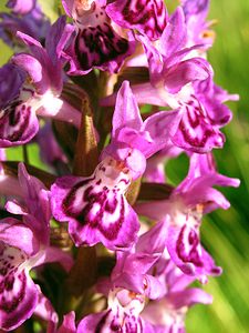 Dactylorhiza purpurella (Orchidaceae)  - Deep Purple Dactylorhiza Highland [Royaume-Uni] 13/07/2006 - 30m